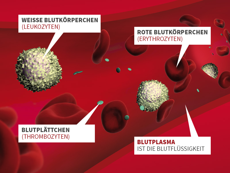 blutbestandteile_pur-8ff0d0ae1a20ebf7bbba522710422f8dd91dd19f.png